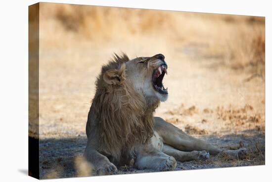 A Lion, Panthera Leo, Resting in the Shade, Lets Out a Roar-Alex Saberi-Stretched Canvas