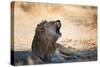 A Lion, Panthera Leo, Resting in the Shade, Lets Out a Roar-Alex Saberi-Stretched Canvas