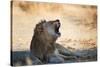 A Lion, Panthera Leo, Resting in the Shade, Lets Out a Roar-Alex Saberi-Stretched Canvas