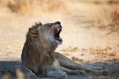 https://imgc.allpostersimages.com/img/posters/a-lion-panthera-leo-resting-in-the-shade-lets-out-a-roar_u-L-PU6Y6I0.jpg?artPerspective=n