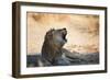 A Lion, Panthera Leo, Resting in the Shade, Lets Out a Roar-Alex Saberi-Framed Photographic Print