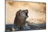 A Lion, Panthera Leo, Resting in the Shade, Lets Out a Roar-Alex Saberi-Mounted Photographic Print