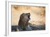 A Lion, Panthera Leo, Resting in the Shade, Lets Out a Roar-Alex Saberi-Framed Photographic Print