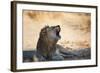 A Lion, Panthera Leo, Resting in the Shade, Lets Out a Roar-Alex Saberi-Framed Photographic Print