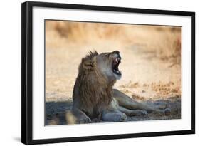 A Lion, Panthera Leo, Resting in the Shade, Lets Out a Roar-Alex Saberi-Framed Photographic Print