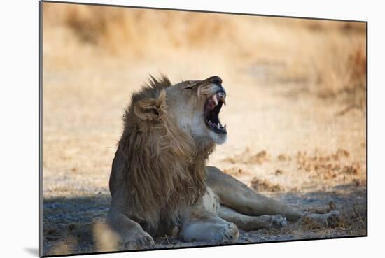 A Lion, Panthera Leo, Resting in the Shade, Lets Out a Roar-Alex Saberi-Mounted Photographic Print