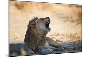 A Lion, Panthera Leo, Resting in the Shade, Lets Out a Roar-Alex Saberi-Mounted Photographic Print