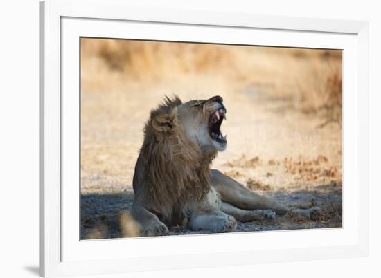 A Lion, Panthera Leo, Resting in the Shade, Lets Out a Roar-Alex Saberi-Framed Photographic Print