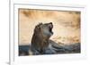A Lion, Panthera Leo, Resting in the Shade, Lets Out a Roar-Alex Saberi-Framed Photographic Print
