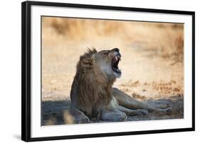 A Lion, Panthera Leo, Resting in the Shade, Lets Out a Roar-Alex Saberi-Framed Photographic Print