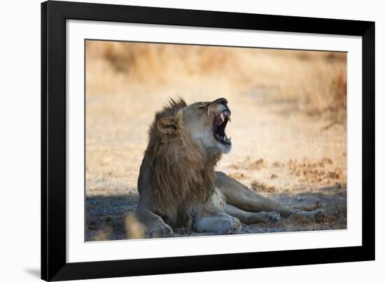 A Lion, Panthera Leo, Resting in the Shade, Lets Out a Roar-Alex Saberi-Framed Photographic Print