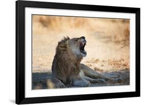 A Lion, Panthera Leo, Resting in the Shade, Lets Out a Roar-Alex Saberi-Framed Photographic Print