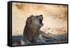 A Lion, Panthera Leo, Resting in the Shade, Lets Out a Roar-Alex Saberi-Framed Stretched Canvas