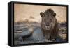 A Lion, Panthera Leo, Rests in the Shade-Alex Saberi-Framed Stretched Canvas