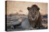 A Lion, Panthera Leo, Rests in the Shade-Alex Saberi-Stretched Canvas