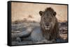 A Lion, Panthera Leo, Rests in the Shade-Alex Saberi-Framed Stretched Canvas