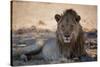 A Lion, Panthera Leo, Rests in the Shade-Alex Saberi-Stretched Canvas