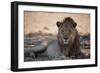 A Lion, Panthera Leo, Rests in the Shade-Alex Saberi-Framed Photographic Print