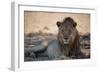 A Lion, Panthera Leo, Rests in the Shade-Alex Saberi-Framed Photographic Print