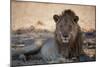 A Lion, Panthera Leo, Rests in the Shade-Alex Saberi-Mounted Photographic Print