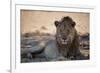 A Lion, Panthera Leo, Rests in the Shade-Alex Saberi-Framed Photographic Print