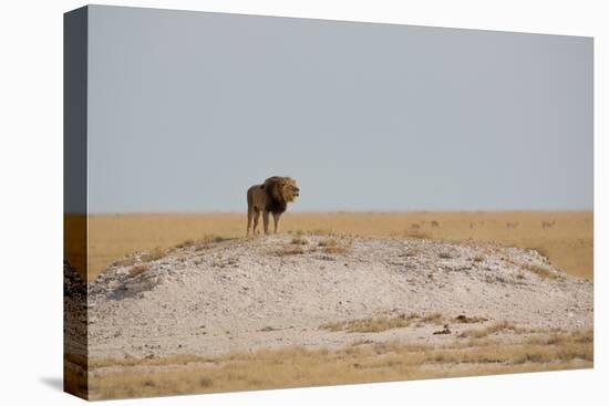 A Lion, Panthera Leo, Surveying His Territory-Alex Saberi-Stretched Canvas