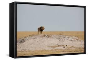 A Lion, Panthera Leo, Surveying His Territory-Alex Saberi-Framed Stretched Canvas