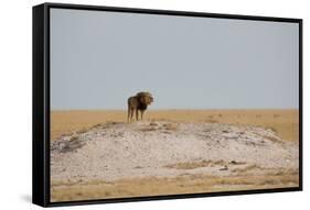 A Lion, Panthera Leo, Surveying His Territory-Alex Saberi-Framed Stretched Canvas