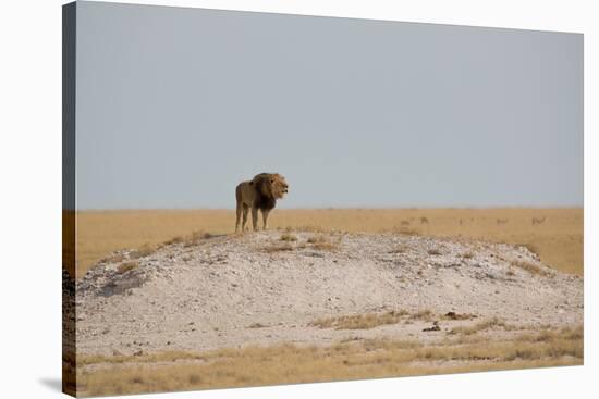 A Lion, Panthera Leo, Surveying His Territory-Alex Saberi-Stretched Canvas