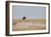 A Lion, Panthera Leo, Surveying His Territory-Alex Saberi-Framed Photographic Print