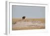 A Lion, Panthera Leo, Surveying His Territory-Alex Saberi-Framed Photographic Print