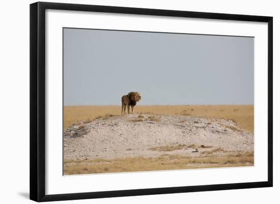 A Lion, Panthera Leo, Surveying His Territory-Alex Saberi-Framed Photographic Print