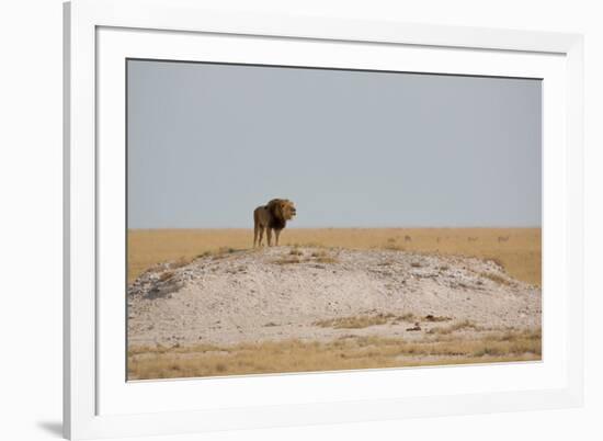 A Lion, Panthera Leo, Surveying His Territory-Alex Saberi-Framed Photographic Print