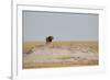 A Lion, Panthera Leo, Surveying His Territory-Alex Saberi-Framed Photographic Print