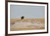 A Lion, Panthera Leo, Surveying His Territory-Alex Saberi-Framed Photographic Print