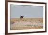 A Lion, Panthera Leo, Surveying His Territory-Alex Saberi-Framed Photographic Print