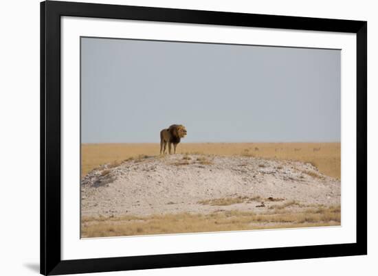 A Lion, Panthera Leo, Surveying His Territory-Alex Saberi-Framed Photographic Print