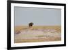 A Lion, Panthera Leo, Surveying His Territory-Alex Saberi-Framed Photographic Print