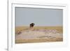 A Lion, Panthera Leo, Surveying His Territory-Alex Saberi-Framed Photographic Print