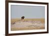 A Lion, Panthera Leo, Surveying His Territory-Alex Saberi-Framed Photographic Print