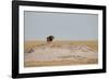 A Lion, Panthera Leo, Surveying His Territory-Alex Saberi-Framed Photographic Print