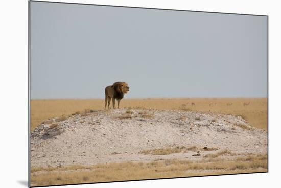 A Lion, Panthera Leo, Surveying His Territory-Alex Saberi-Mounted Photographic Print