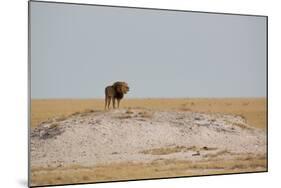 A Lion, Panthera Leo, Surveying His Territory-Alex Saberi-Mounted Photographic Print