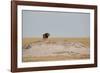 A Lion, Panthera Leo, Surveying His Territory-Alex Saberi-Framed Photographic Print