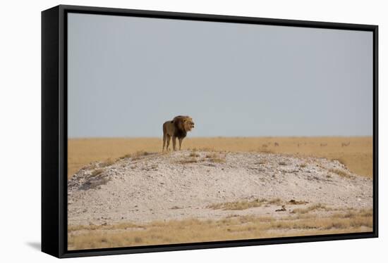 A Lion, Panthera Leo, Surveying His Territory-Alex Saberi-Framed Stretched Canvas