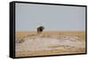 A Lion, Panthera Leo, Surveying His Territory-Alex Saberi-Framed Stretched Canvas