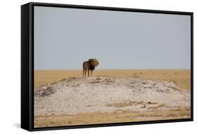 A Lion, Panthera Leo, Surveying His Territory-Alex Saberi-Framed Stretched Canvas