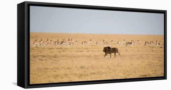 A Lion, Panthera Leo, Walks Through Grassland Past Springboks, Surveying His Territory-Alex Saberi-Framed Stretched Canvas