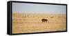 A Lion, Panthera Leo, Walks Through Grassland Past Springboks, Surveying His Territory-Alex Saberi-Framed Stretched Canvas