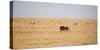 A Lion, Panthera Leo, Walks Through Grassland Past Springboks, Surveying His Territory-Alex Saberi-Stretched Canvas